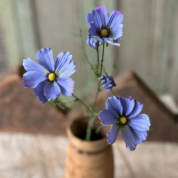 Periwinkle Cockle Cosmos