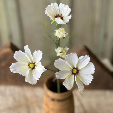 Cream Cockle Cosmo Pick