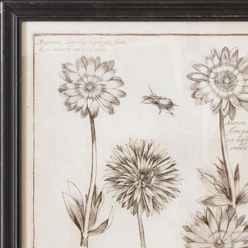 Anemone Flower Frame Print