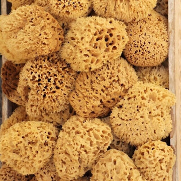 Natural Bath Sea Sponge- Small