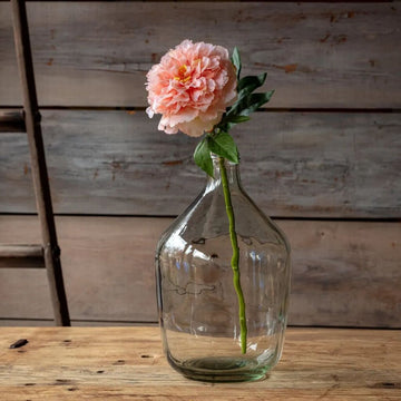 Peony Citrus Stem