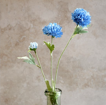 Blue Chrysanthemum Stem