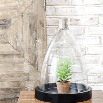 Glass Dome + Black Wood Base