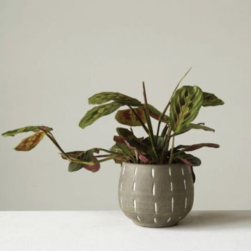 Hand-Painted Terracotta Planter w/ Lines