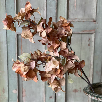 Sandalwood Bougainvillea Spray