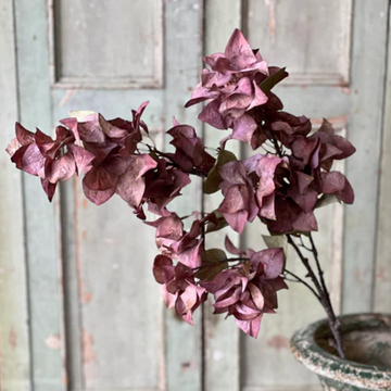 Vivid Bougainvillea Spray