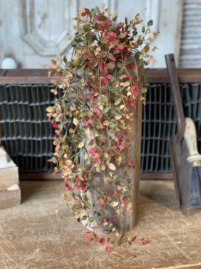 Bog Pimpernel Hanging