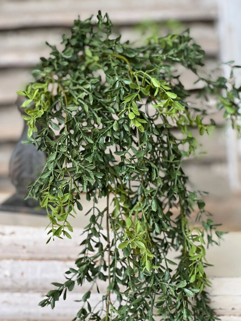 New England Hanging Boxwood