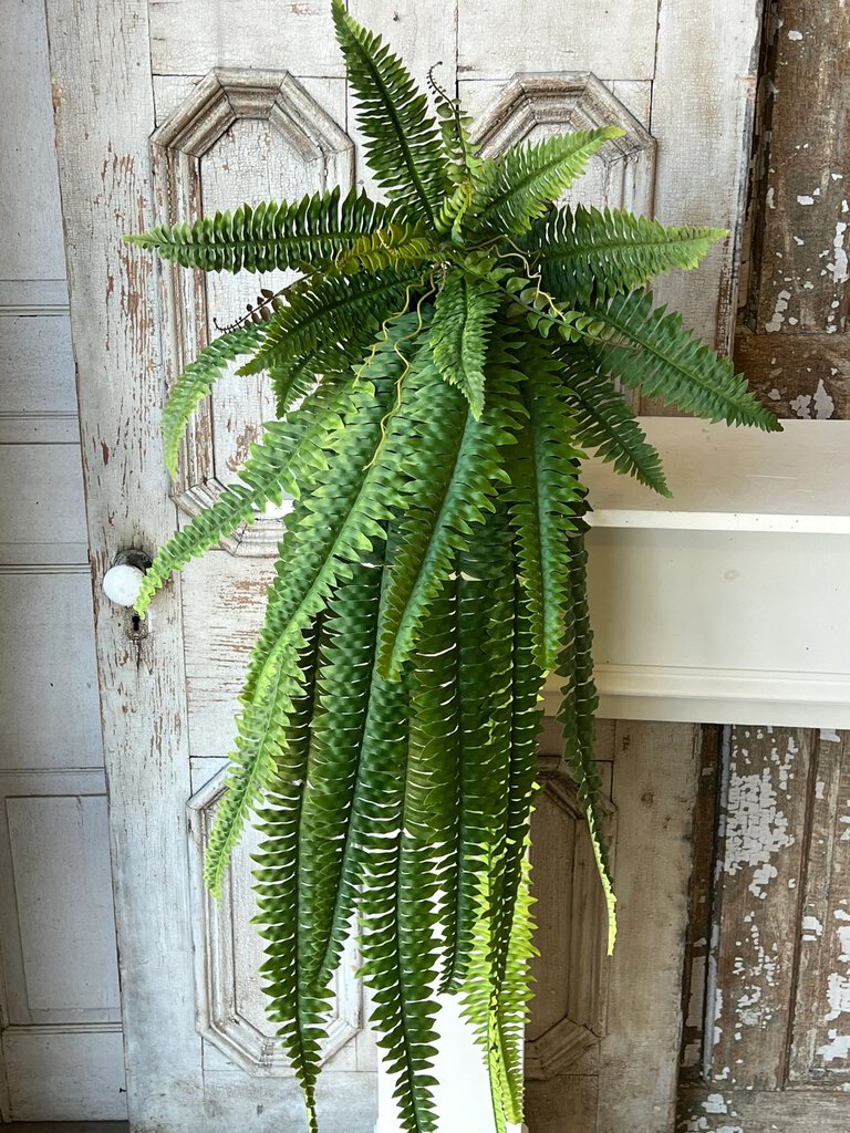 Falling Fern Cascade