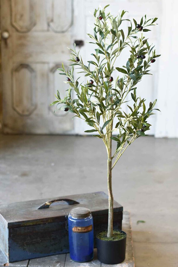 4' Potted Olive Tree