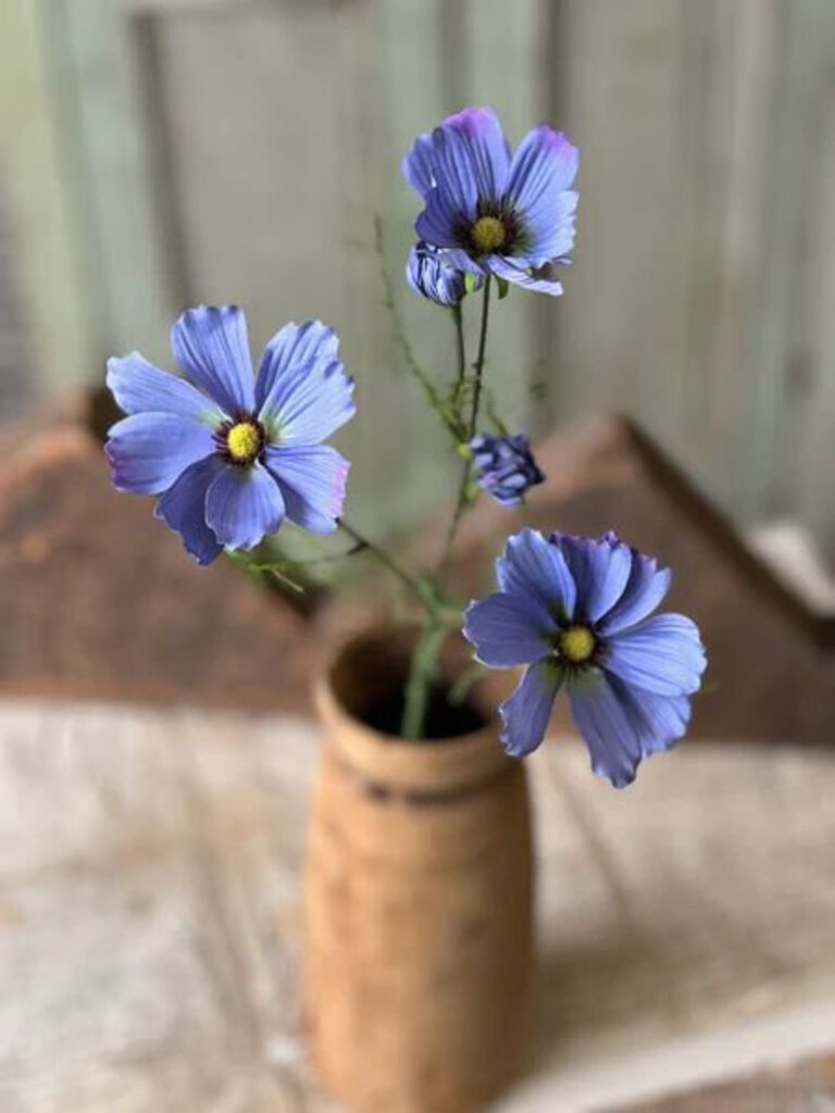 Periwinkle Cockle Cosmos