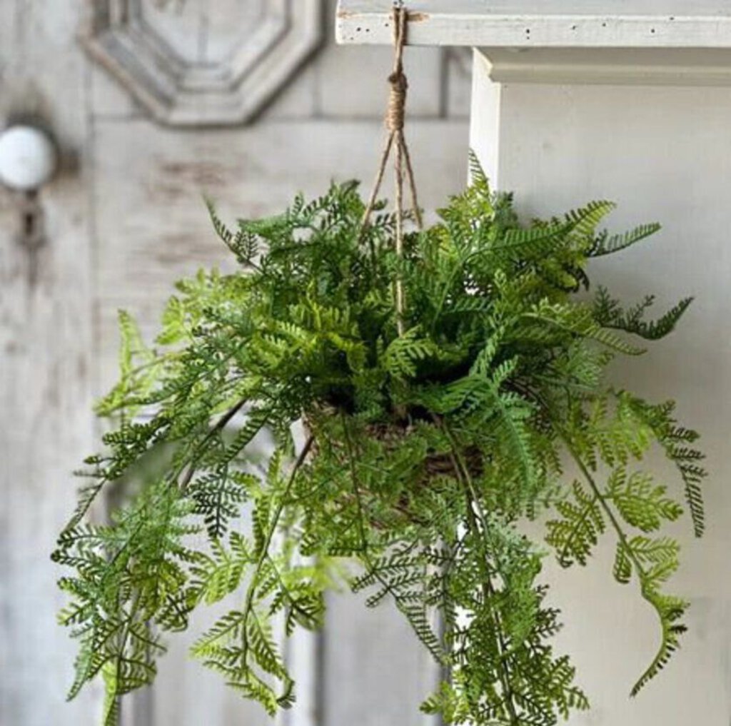 Creel Fern Hanging Basket