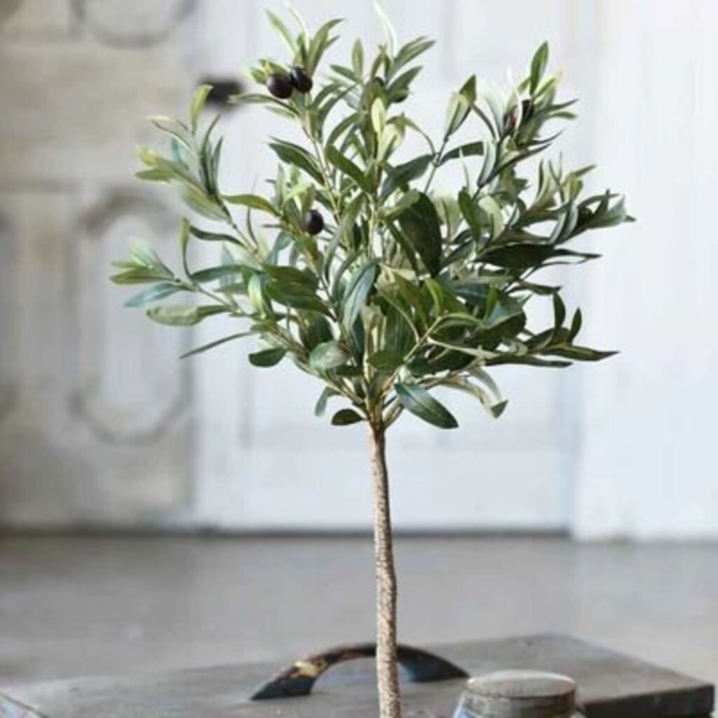 Potted Olive Tree