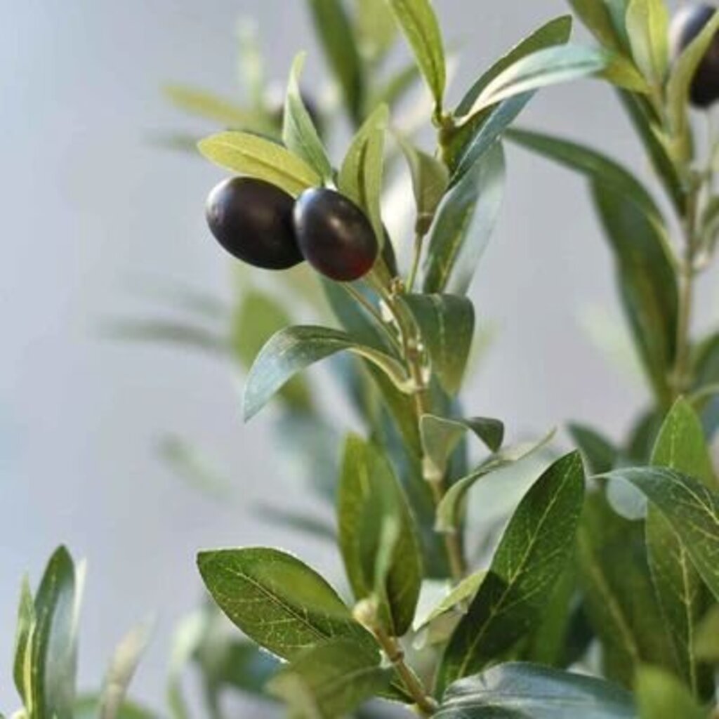 Potted Olive Tree