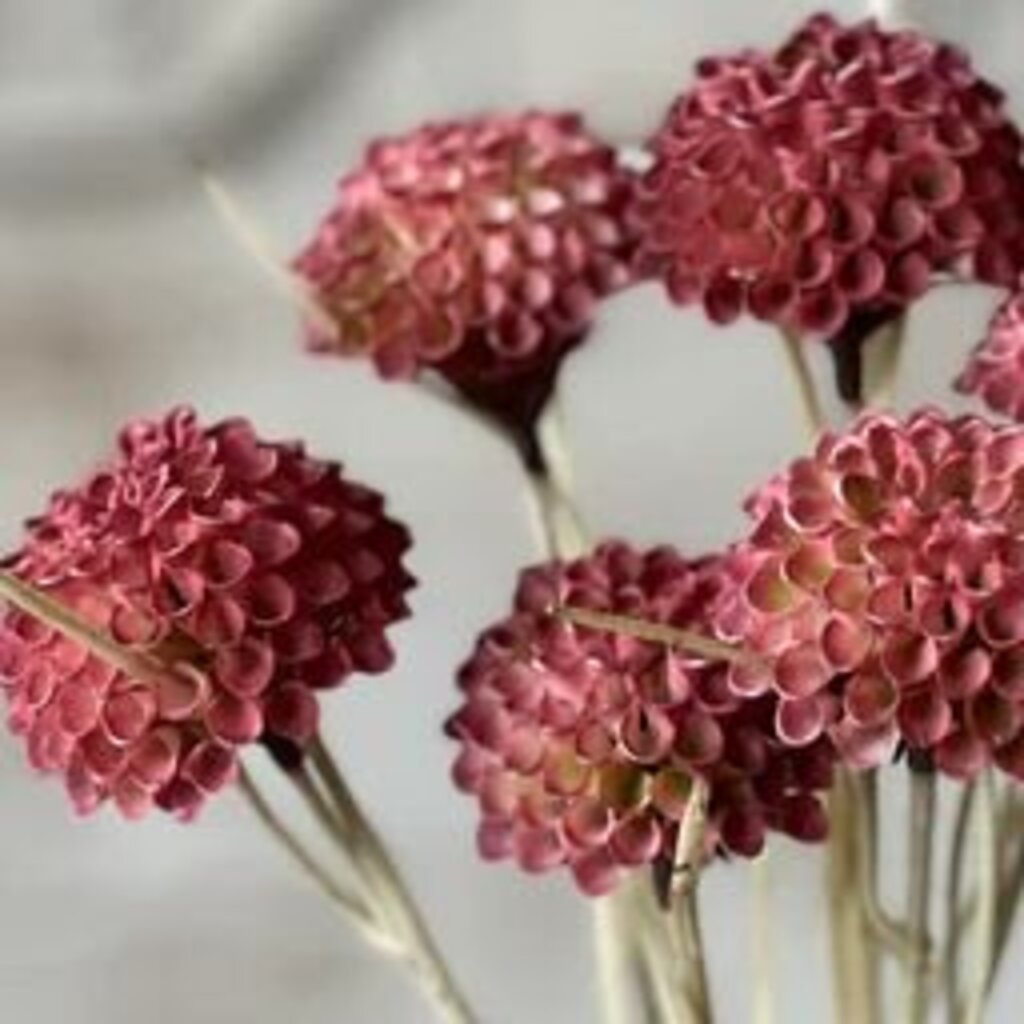 Ardent Lollipop Dahlia