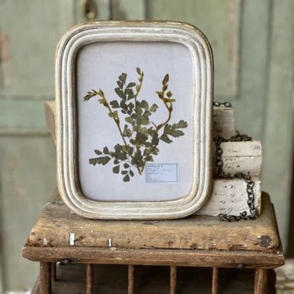 Wakefield Real Pressed Botanical Fern