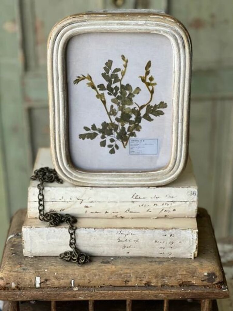 Wakefield Real Pressed Botanical Fern