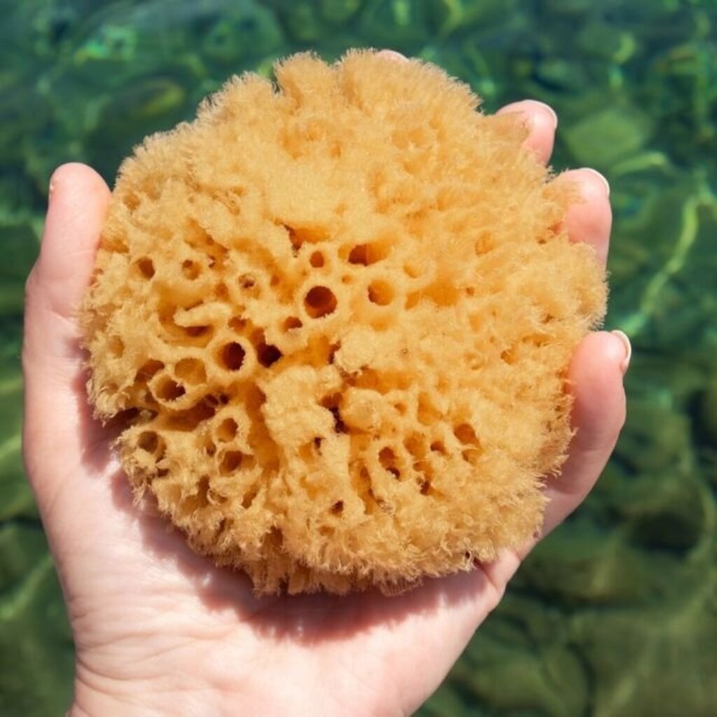 Natural Bath Sea Sponge- Small