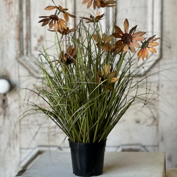 Caraway Coneflower in Pot - 23"