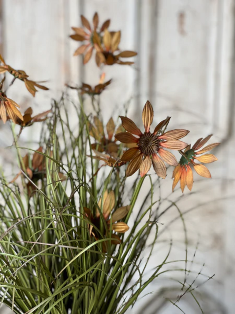 Caraway Coneflower in Pot - 23"