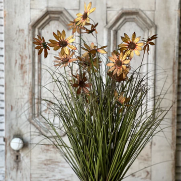 Caraway Coneflower in Pot - 31"