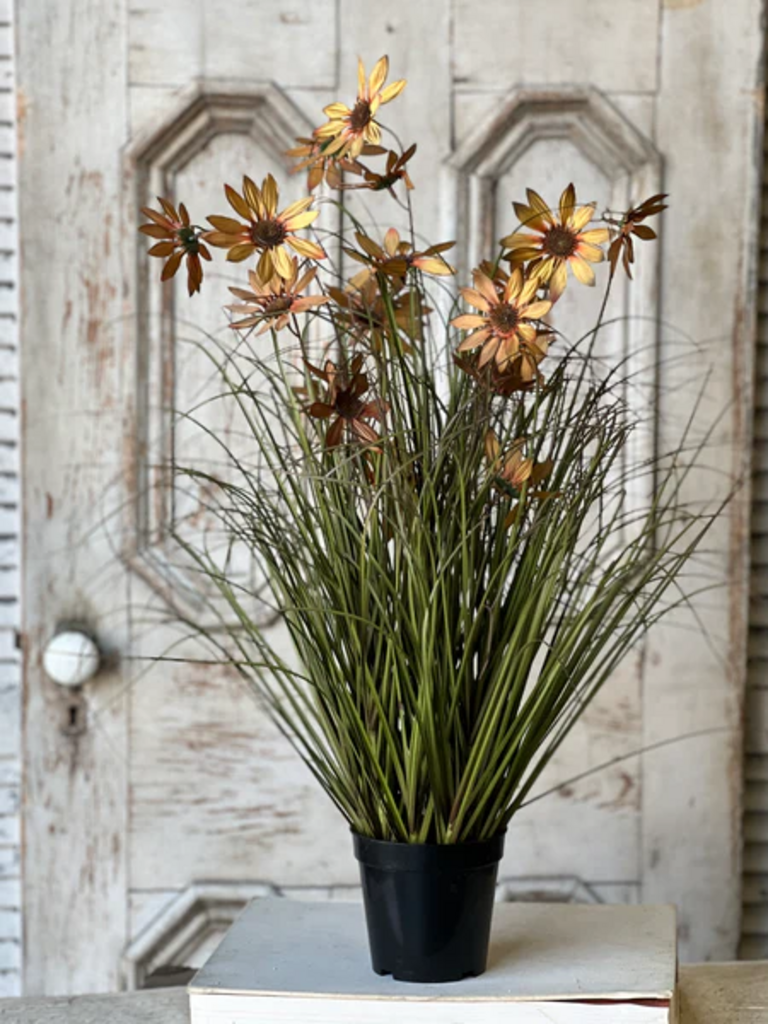 Caraway Coneflower in Pot - 31"