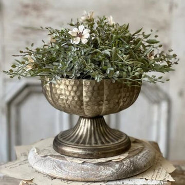 Lamine Compote - 6"