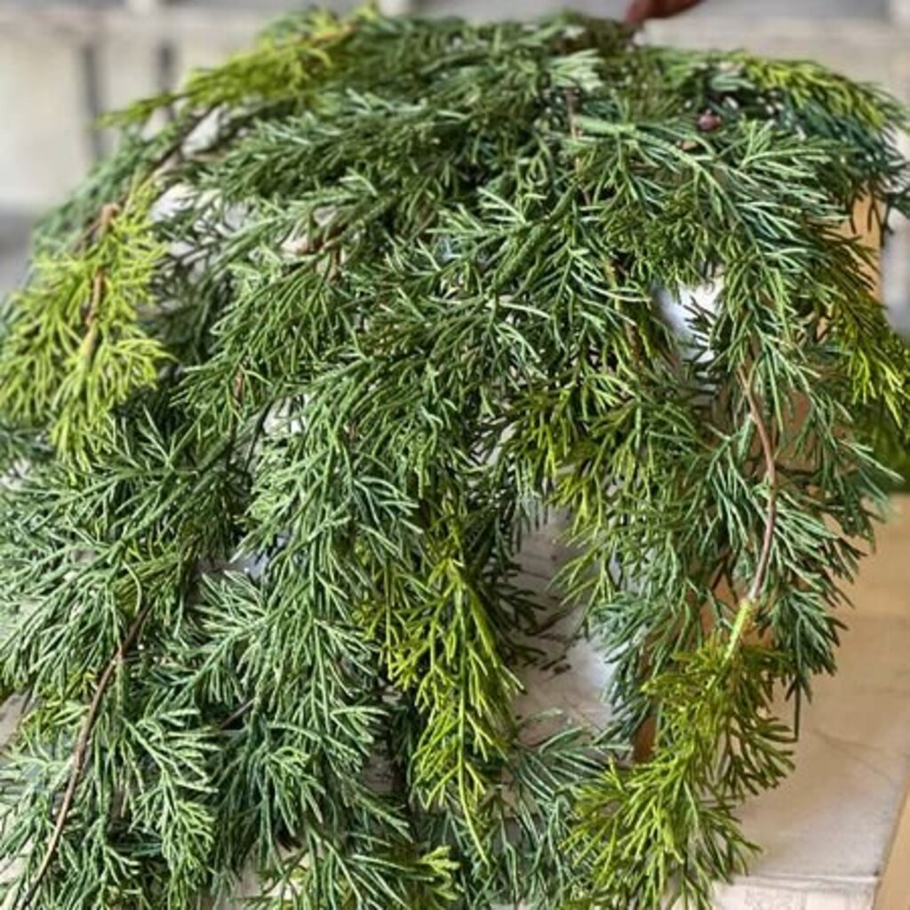 Verdant Cedar Hanging - 31"