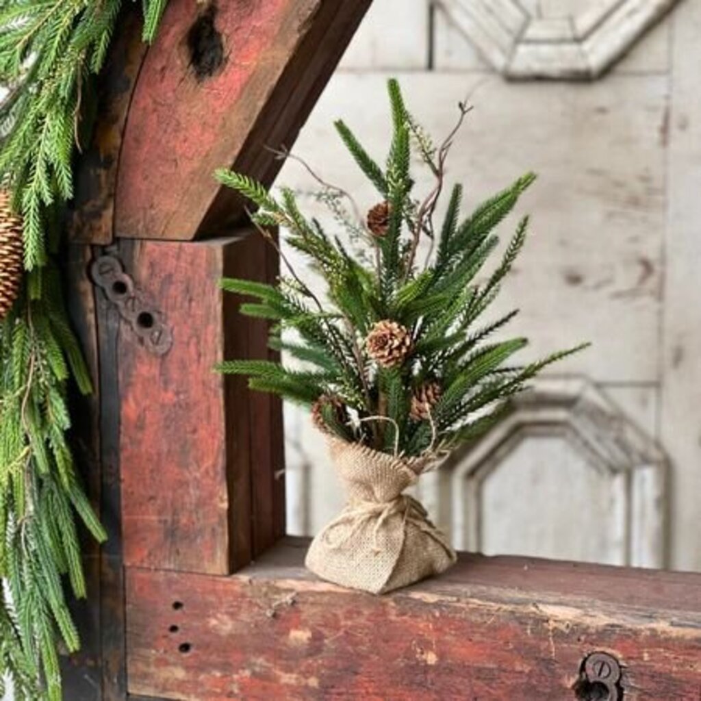 Pencil Pine Tree