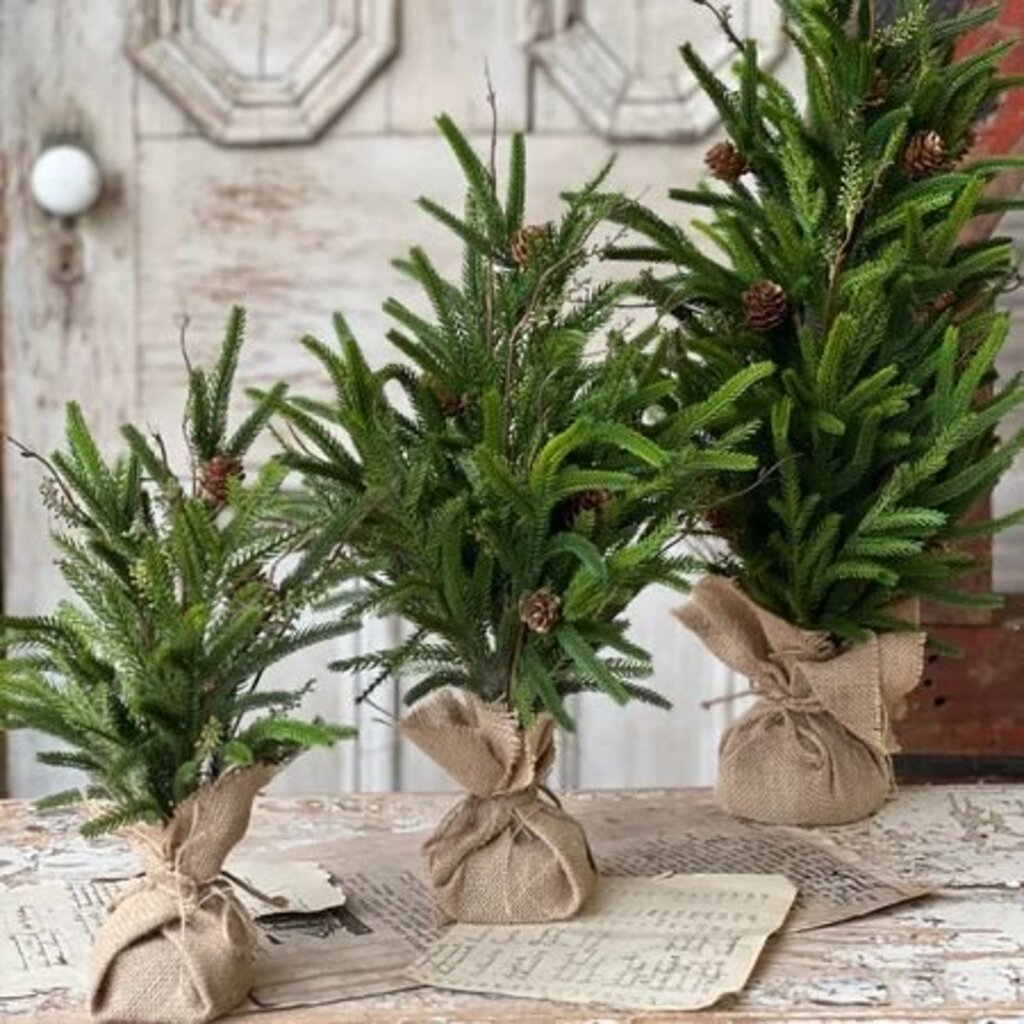 Pencil Pine Tree