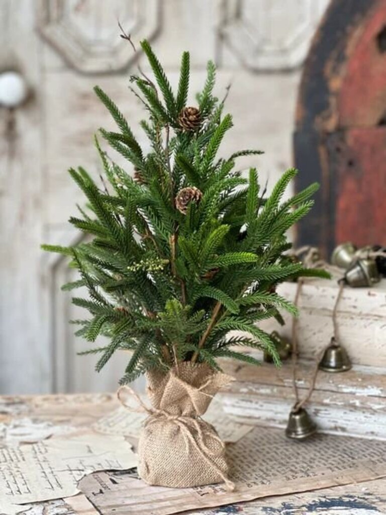 Pencil Pine Tree