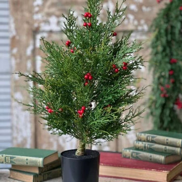 2' Crimson Jubilee Cedar Tree