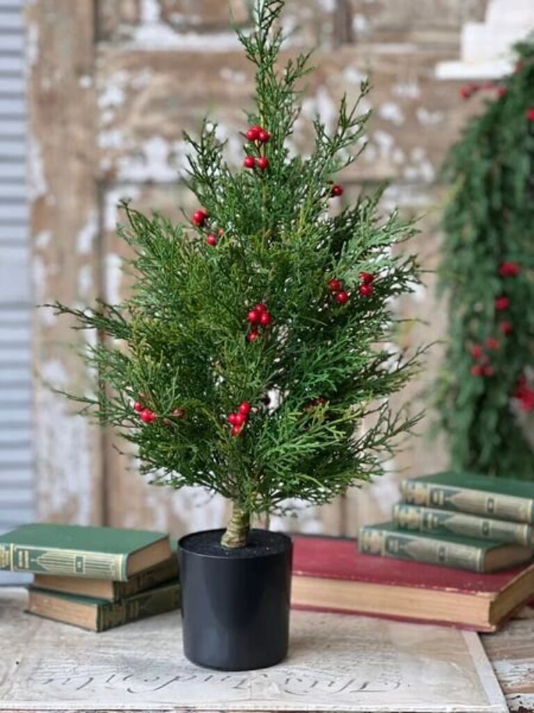 2' Crimson Jubilee Cedar Tree
