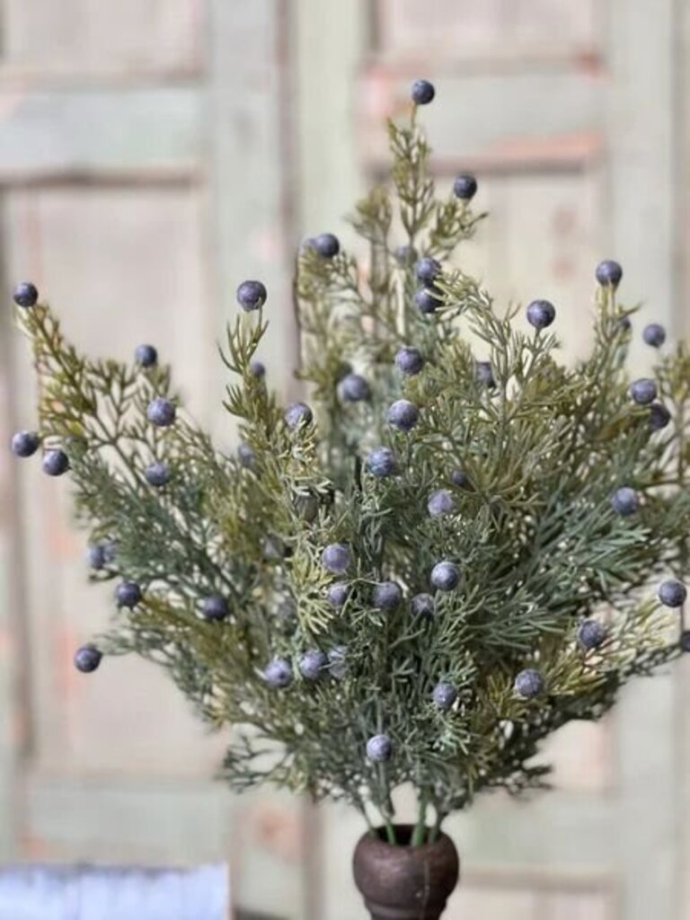 Midnight Juniper Bush - 18"