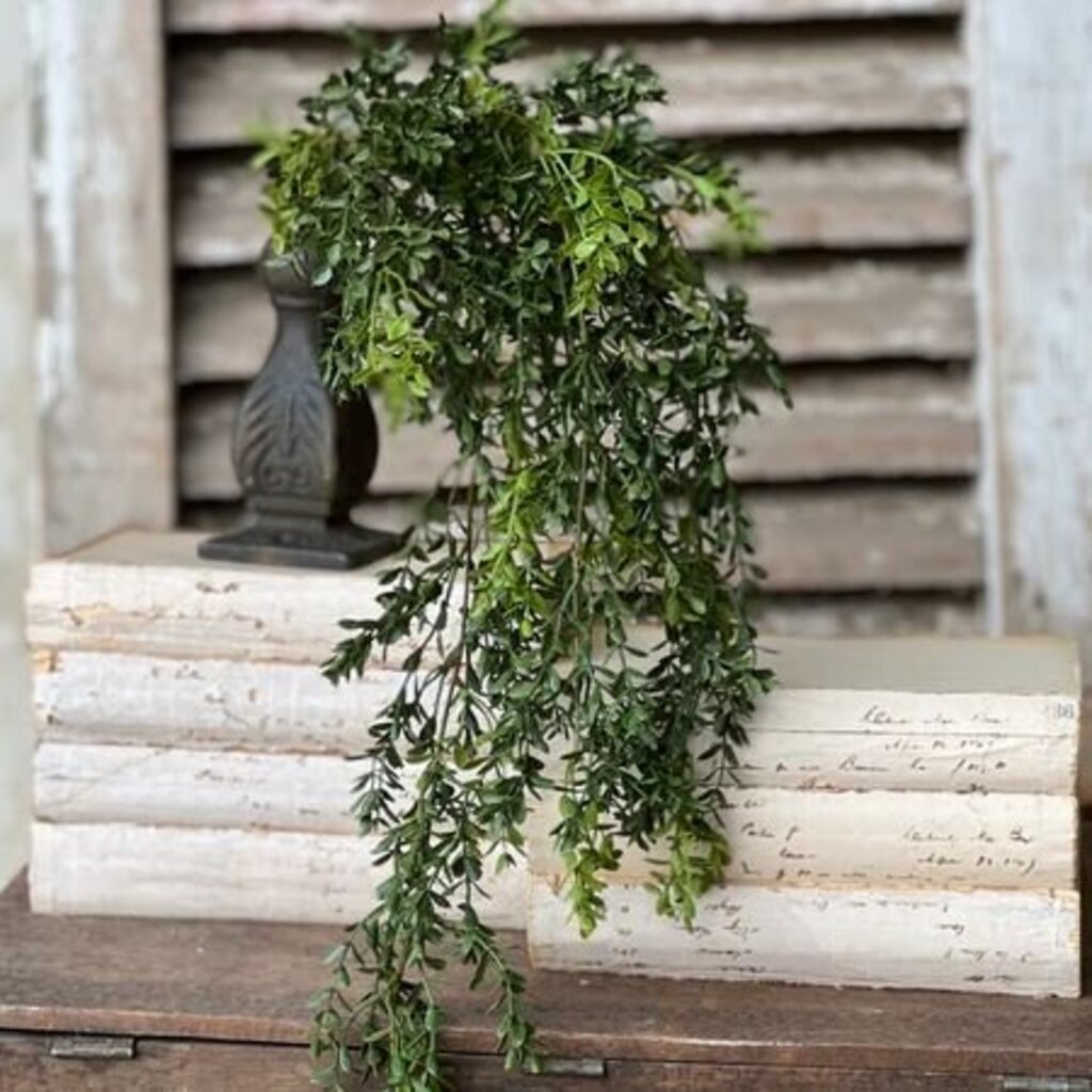 New England Hanging Boxwood