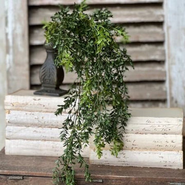 New England Hanging Boxwood