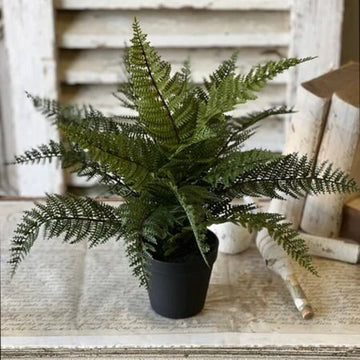 Fernwood Haven In Pot