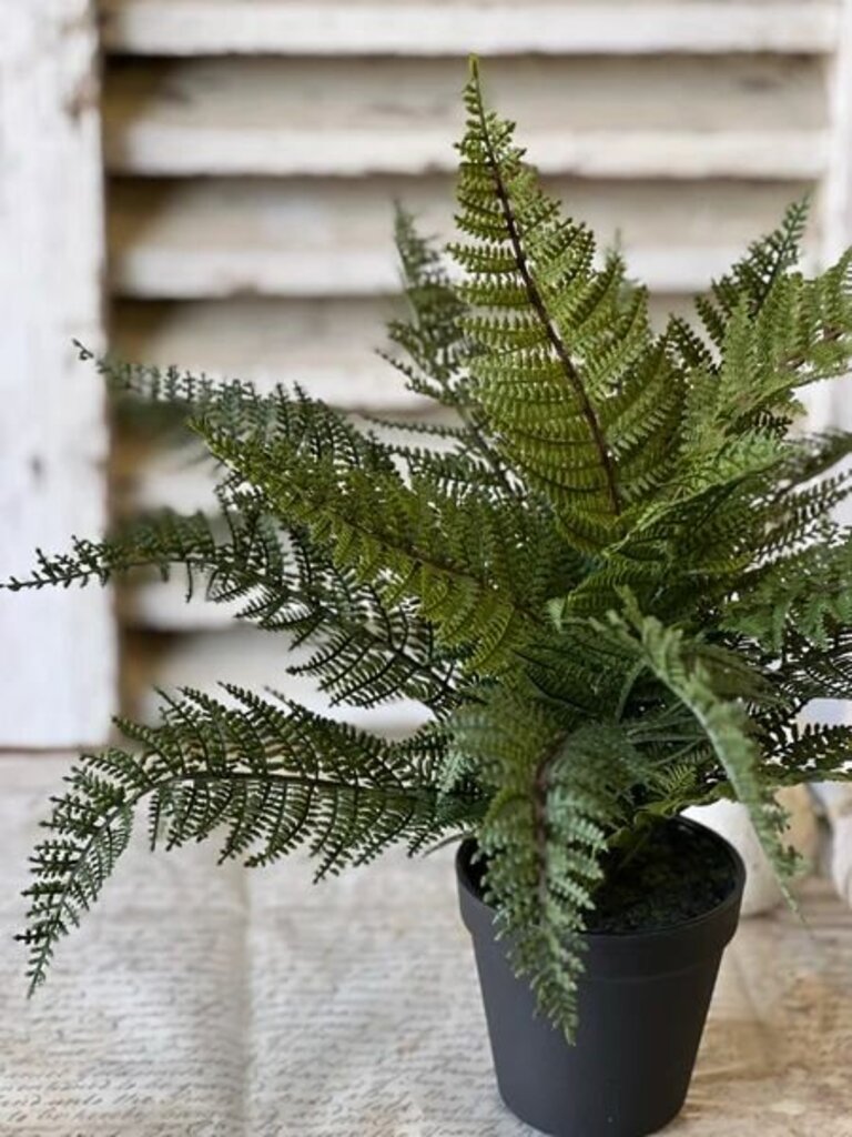 Fernwood Haven In Pot