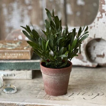 Olive Hebron Pot