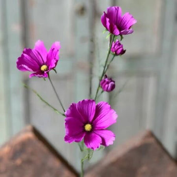 Purple Cockle Cosmos
