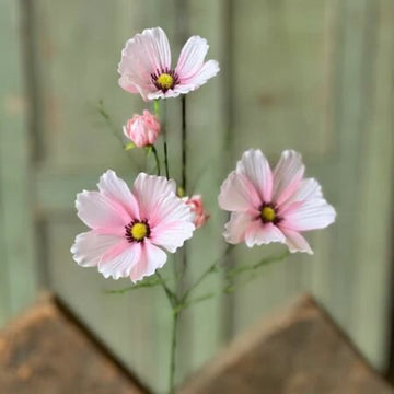 Pink Cockle Cosmos