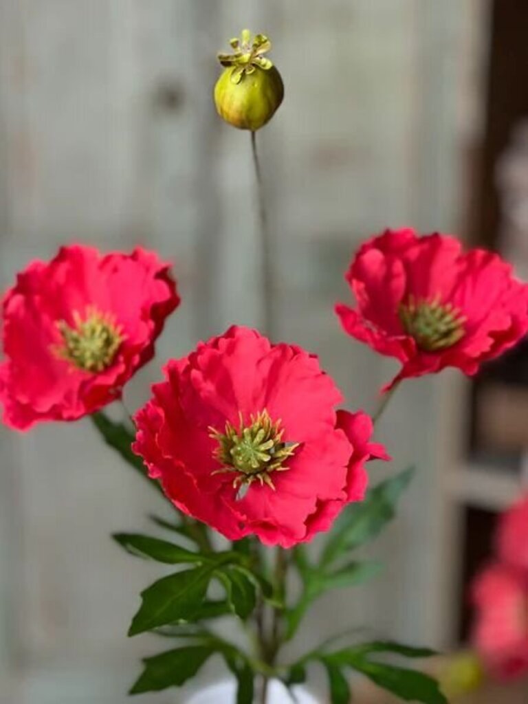 Rialto Poppies Stem- Redden