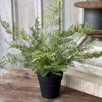 Geneva Potted Fern