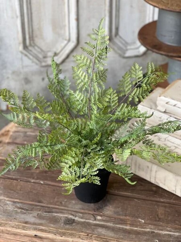 Geneva Potted Fern