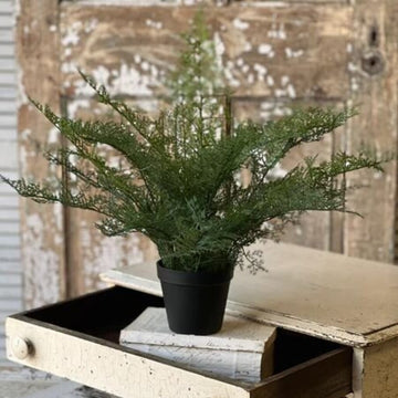 Fieldstone Potted Fern