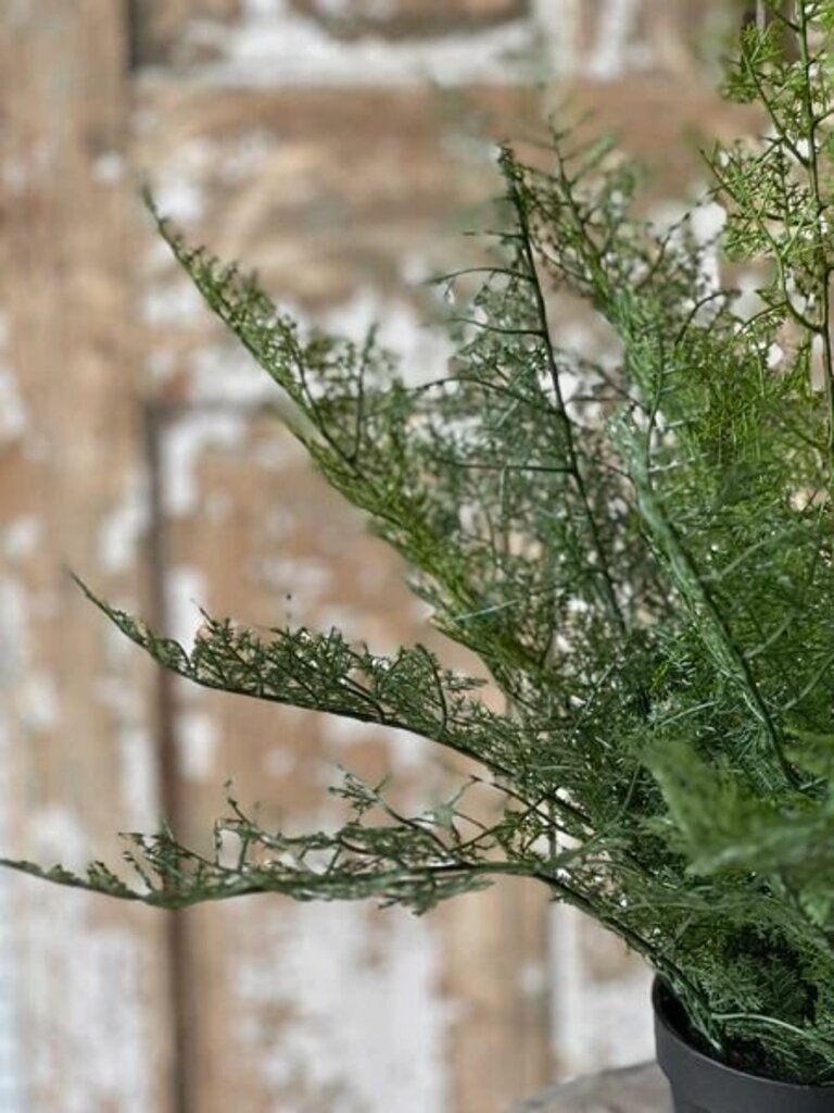 Fieldstone Potted Fern