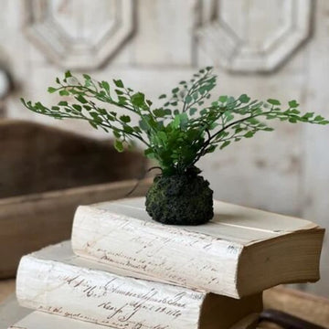 Hillsong Rooted Fern- Maiden