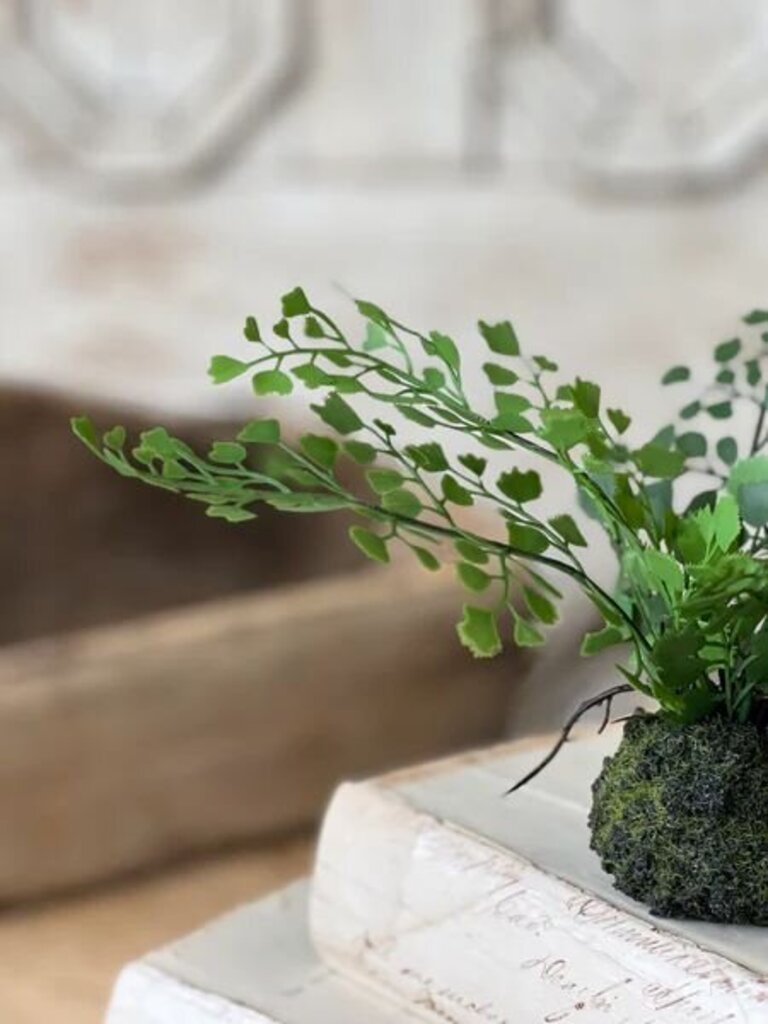 Hillsong Rooted Fern- Maiden