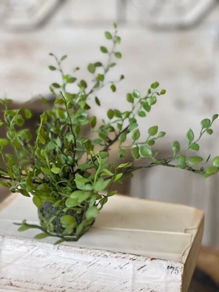 Hillsong Rooted Fern- Buttonleaf