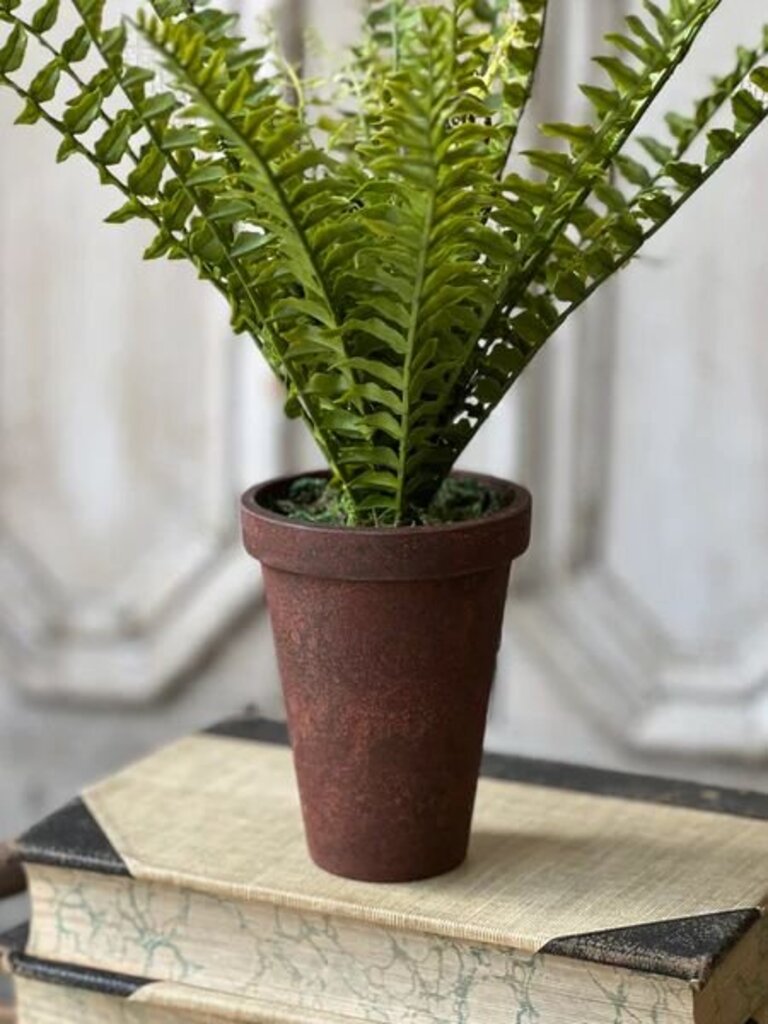 Foundry Potted Fern- Boston